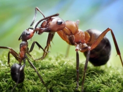 Муравьи: интересные факты