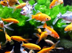 Рыбы интересные факты