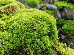 Мхи: интересные факты
