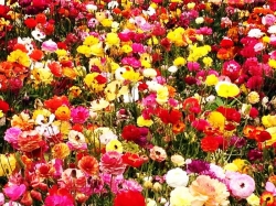 Цветы: интересные факты