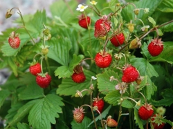 Земляника лесная: мал золотник, да дорог