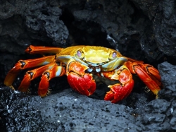 Интересные факты про ракообразных