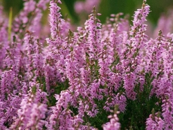 Вереск обыкновенный