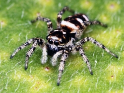 Интересные факты про пауков