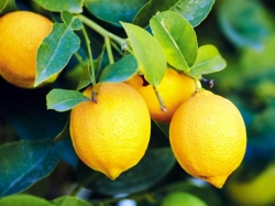Лимоны