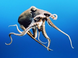 Интересные факты про головоногих моллюсков