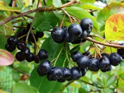 Черноплодная рябина, или Арония черноплодная