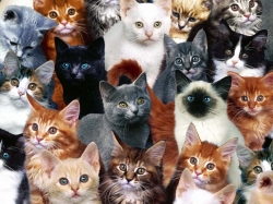 Интересные факты про кошек