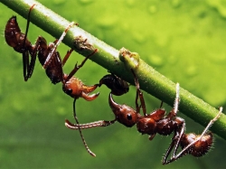 Интересные факты о насекомых