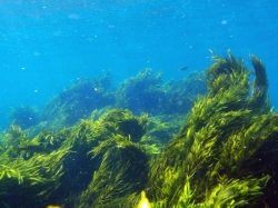 Водоросли: интересные факты