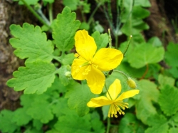 Чистотел, или Ласточкина трава