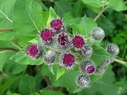 Репейник, или Лопух большой