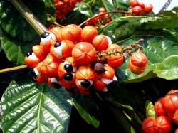 Гуарана – энергичная лиана