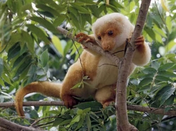 Кускус – австралийский оборотень