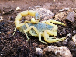 Опасен ли желтый скорпион