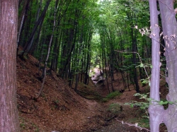 Заповедник Кодры