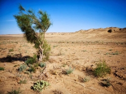 Пустыня Кызылкум