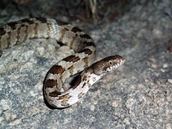 Самая ядовитая змея России