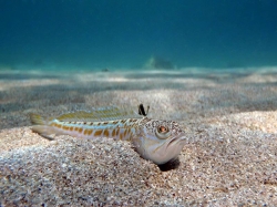 Самая ядовитая рыба Чёрного моря