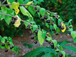 Белладонна – цветок полусонный