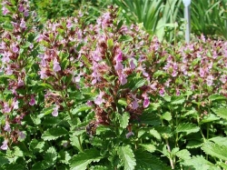 Дубровник – полезный незнакомец