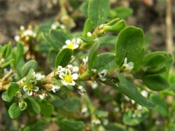 Горец птичий, или Спорыш