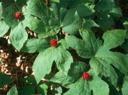 Желтокорень – золотая печать здоровья